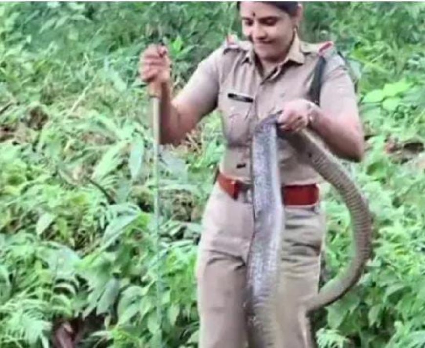 ಇದಲ್ವಾ ಸಾಹಸ: 16 ಅಡಿ ಉದ್ದದ ಕಾಳಿಂಗ ಸರ್ಪ ಸೆರೆಹಿಡಿದ ಮಹಿಳಾ ಅರಣ್ಯಾಧಿಕಾರಿ!