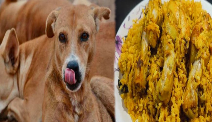 Chicken For Street Dogs: ಕಾಂಗ್ರೆಸ್ ಸರ್ಕಾರದಿಂದ ಬೀದಿ ನಾಯಿಗಳಿಗೆ ಬಿರಿಯಾನಿ ಭಾಗ್ಯ..!