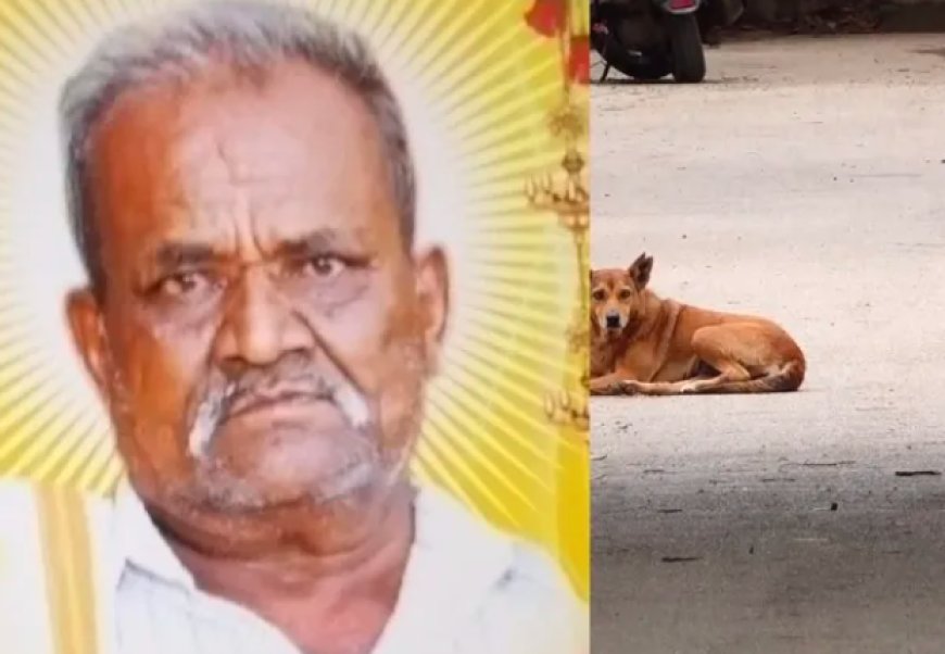Street Dog Attack: ಬೀದಿ ನಾಯಿಗಳ ದಾಳಿಗೆ ಸ್ಥಳದಲ್ಲೇ ಪ್ರಾಣಬಿಟ್ಟ ವೃದ್ಧ!