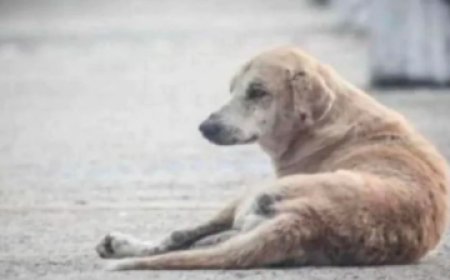 Shocking News: ಬೀದಿ ನಾಯಿಯನ್ನೂ ಬಿಡದ ಕಾಮುಕ: ನಾಯಿಯ ಮೇಲೆ ಅತ್ಯಾಚಾರ ಎಸಗಿದ ಪಾಪಿ