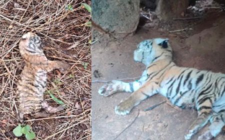 ಮತ್ತೆರಡು ಹುಲಿ ಮರಿಗಳ ಸಾವು! ಹುಟ್ಟಿದ 15 ದಿನಕ್ಕೆ ಕಣ್ಮುಚ್ಚಿದ ಕಂದಮ್ಮಗಳು 