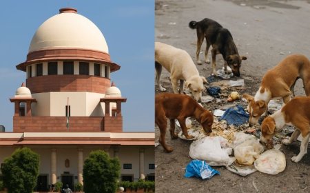 ಬೀದಿ ನಾಯಿಗಳ ಸ್ಥಳಾಂತರದ ಕುರಿತು ಸುಪ್ರೀಂನಿಂದ ಮಹತ್ವದ ಆದೇಶ! ಕರ್ನಾಟಕಕ್ಕೂ ಅನ್ವಯ