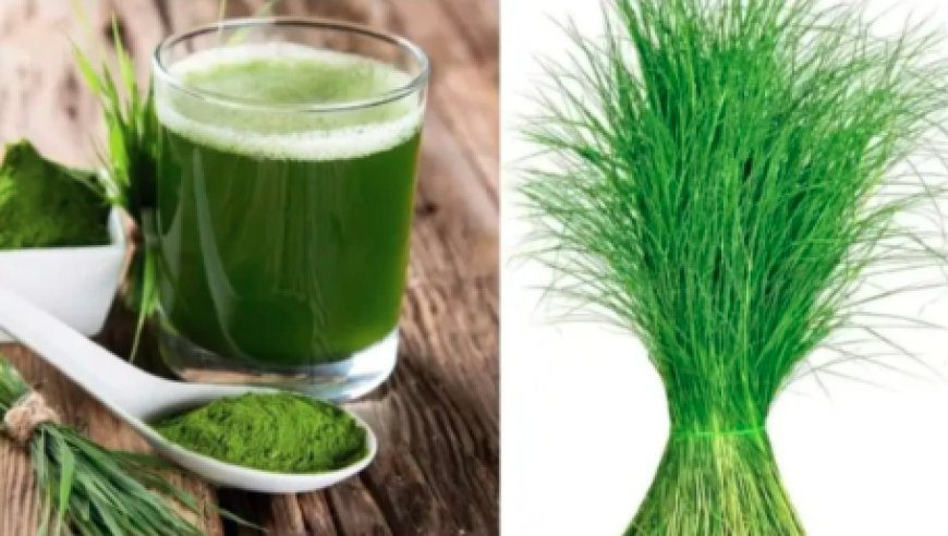 ಗರಿಕೆ ಹುಲ್ಲಿನ ಜ್ಯೂಸ್ ಕುಡಿಯುವುದರಿಂದ ದೇಹಕ್ಕೆ ಎಷ್ಟು ಲಾಭಗಳಿವೆ ಗೊತ್ತಾ?