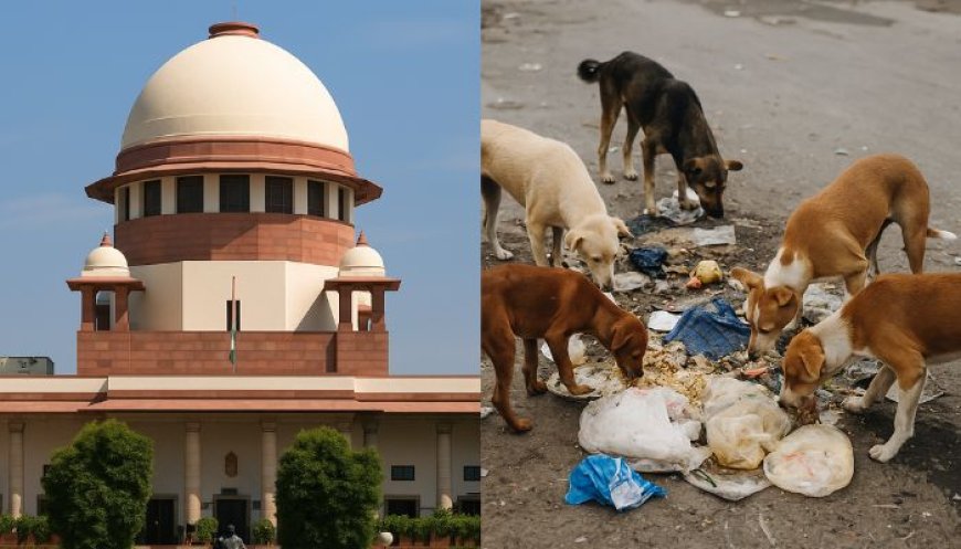 ಬೀದಿ ನಾಯಿಗಳ ಸ್ಥಳಾಂತರದ ಕುರಿತು ಸುಪ್ರೀಂನಿಂದ ಮಹತ್ವದ ಆದೇಶ! ಕರ್ನಾಟಕಕ್ಕೂ ಅನ್ವಯ