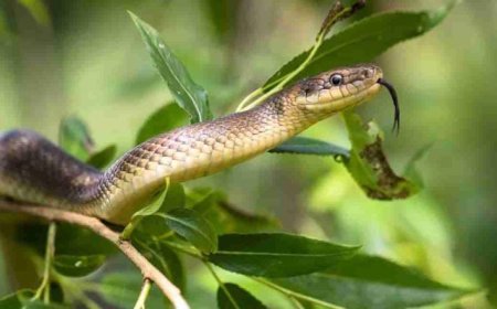 ಮನೆ ಬಳಿ ಹಾವು ಬರೋದು ಯಾಕೆ ಗೊತ್ತಾ!? ನಿಮ್ಮ ತಪ್ಪಿನಿಂದಲೇ!