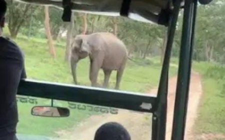 ಸಫಾರಿ ವಾಹನದ ಮೇಲೆ ಕಾಡಾನೆ ದಾಳಿ: ಆಮೇಲೇನಾಯ್ತು?