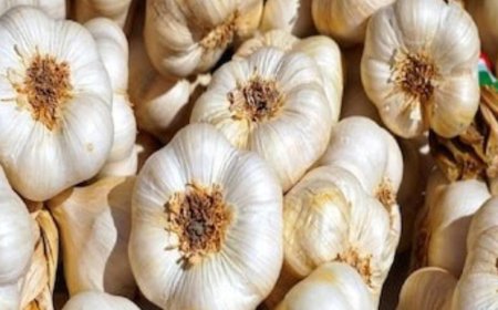 ಹೊಟ್ಟೆಯ ಬೊಜ್ಜು ಕರಗಲು ಬೆಳ್ಳುಳ್ಳಿಯ ಎಸಳುಗಳು ಎಷ್ಟು ಪ್ರಯೋಜನಕಾರಿ ಗೊತ್ತಾ?