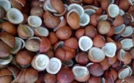 ಮಧುಮೇಹ ನಿಯಂತ್ರಣಕ್ಕೆ  ಒಣ ಕೊಬ್ಬರಿ ಒಳ್ಳೆಯದಾ? ಇದರ ಲಾಭಗಳೆಷ್ಟು ಗೊತ್ತಾ?