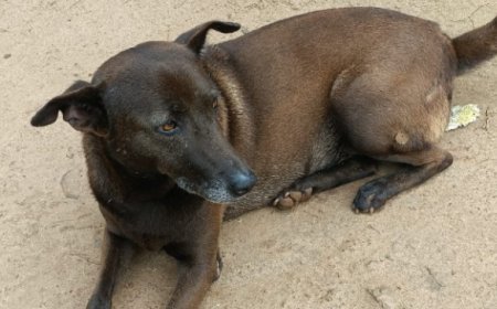 ಬೆಂಗಳೂರಿನಲ್ಲಿ ನಾಯಿಯ ಮೇಲೆ ಅತ್ಯಾಚಾರ ಎಸಗಿದ ಕಾಮಾಂಧರು..!