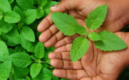 ತುಳಸಿ ಪೂಜೆ ಮಾಡುವಾಗ ಇರಲಿ ಎಚ್ಚರ! ಈ ತಪ್ಪು ಮಾಡಿದರೆ ಬಡತನ ಕಾಡಬಹುದು