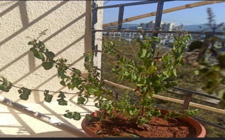 ನಿಮ್ಮ ಮನೆಯ ತುಳಸಿ ಎಲೆಗಳ ಬಣ್ಣ ಹೀಗಾದರೆ ಎಚ್ಚರ: ಆಪತ್ತು ಕಟ್ಟಿಟ್ಟ ಬುತ್ತಿ