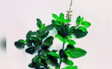 ಮನೆಯಲ್ಲಿ ತುಳಸಿ ಗಿಡ ಇದ್ದರಷ್ಟೇ ಸಾಲದು; ಈ ಅಂಶಗಳು ನೆನಪಿನಲ್ಲಿರಬೇಕು - ಕಂಪ್ಲೀಟ್ ಡೀಟೇಲ್ಸ್ ಇಲ್ಲಿದೆ