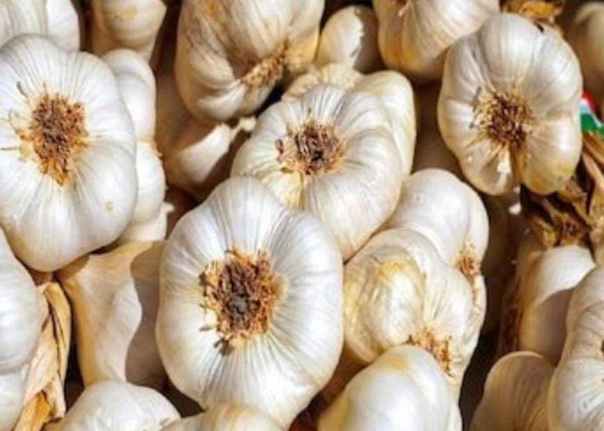 ಹೊಟ್ಟೆಯ ಬೊಜ್ಜು ಕರಗಲು ಬೆಳ್ಳುಳ್ಳಿಯ ಎಸಳುಗಳು ಎಷ್ಟು ಪ್ರಯೋಜನಕಾರಿ ಗೊತ್ತಾ?