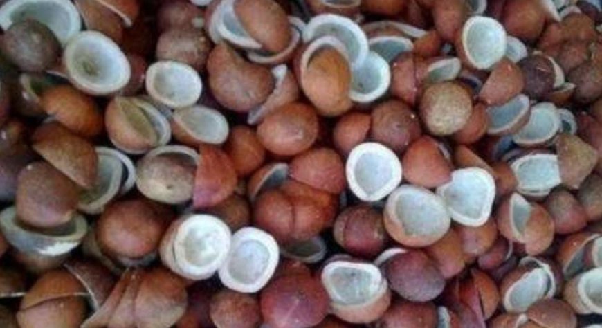 ಮಧುಮೇಹ ನಿಯಂತ್ರಣಕ್ಕೆ  ಒಣ ಕೊಬ್ಬರಿ ಒಳ್ಳೆಯದಾ? ಇದರ ಲಾಭಗಳೆಷ್ಟು ಗೊತ್ತಾ?