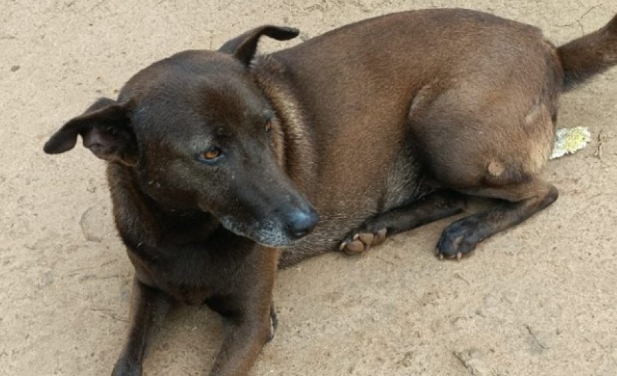 ಬೆಂಗಳೂರಿನಲ್ಲಿ ನಾಯಿಯ ಮೇಲೆ ಅತ್ಯಾಚಾರ ಎಸಗಿದ ಕಾಮಾಂಧರು..!