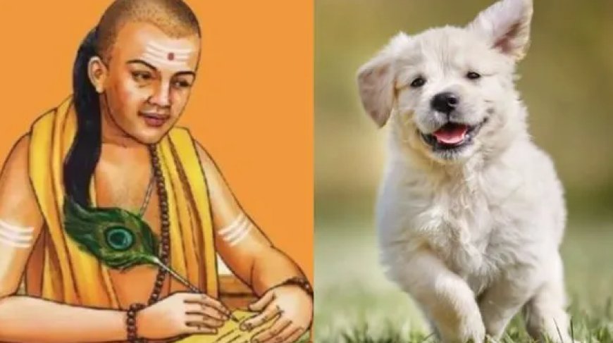 ನಾಯಿಯಿಂದ ಈ ನಾಲ್ಕು ಗುಣಗಳನ್ನು ಮನುಷ್ಯ ಕಲಿಯಲೇಬೇಕು ಎನ್ನುತ್ತಾರೆ ಚಾಣಕ್ಯ!