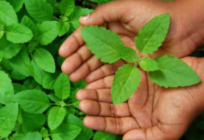 ತುಳಸಿ ಪೂಜೆ ಮಾಡುವಾಗ ಇರಲಿ ಎಚ್ಚರ! ಈ ತಪ್ಪು ಮಾಡಿದರೆ ಬಡತನ ಕಾಡಬಹುದು