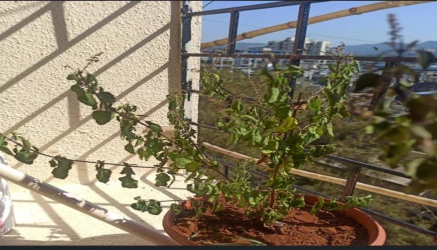 ನಿಮ್ಮ ಮನೆಯ ತುಳಸಿ ಎಲೆಗಳ ಬಣ್ಣ ಹೀಗಾದರೆ ಎಚ್ಚರ: ಆಪತ್ತು ಕಟ್ಟಿಟ್ಟ ಬುತ್ತಿ