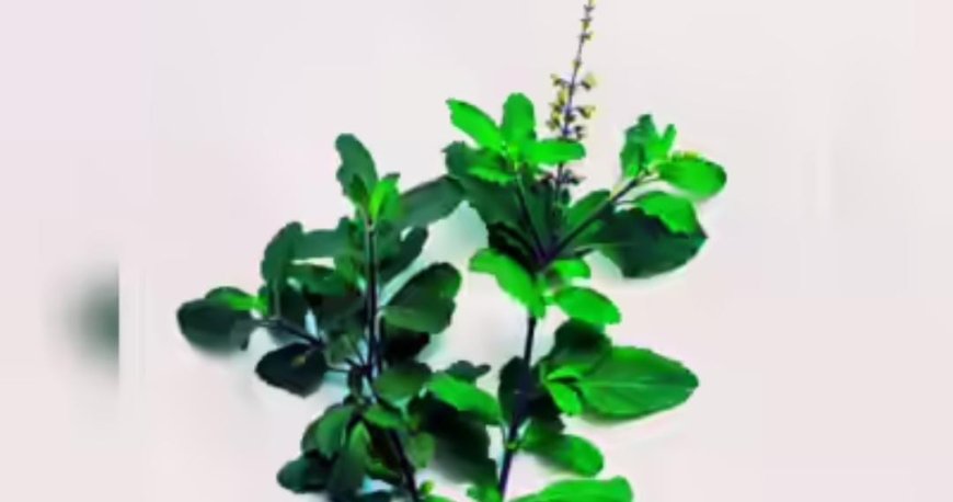 ಮನೆಯಲ್ಲಿ ತುಳಸಿ ಗಿಡ ಇದ್ದರಷ್ಟೇ ಸಾಲದು; ಈ ಅಂಶಗಳು ನೆನಪಿನಲ್ಲಿರಬೇಕು - ಕಂಪ್ಲೀಟ್ ಡೀಟೇಲ್ಸ್ ಇಲ್ಲಿದೆ